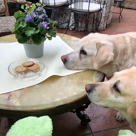 Pod Lipami فندق 3*